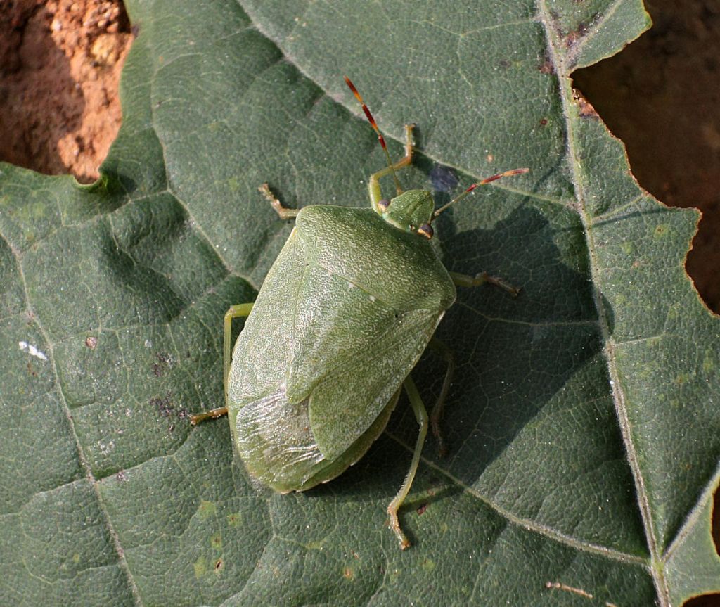 Pentatomidae: Nezara viridula della Lombardia (MB)